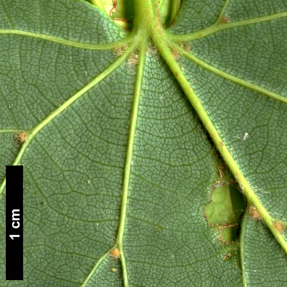 High resolution image: Family: Malvaceae - Genus: Tilia - Taxon: japonica - SpeciesSub: 'Ernest Wilson'